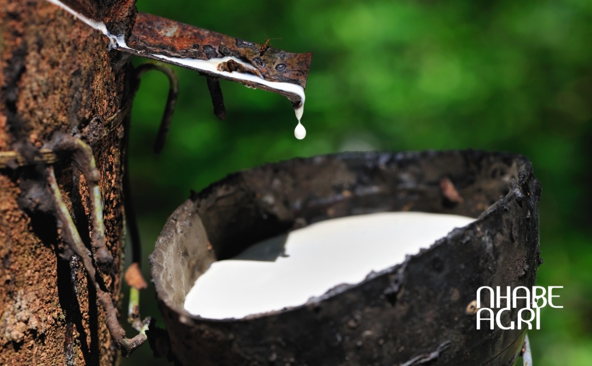 kỹ thuật trồng cao su kỹ thuật trồng cao su