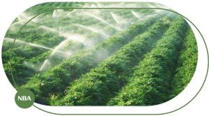 hệ thống tưới cây thông minh