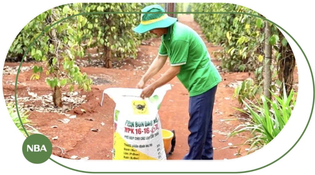 Cách Bón Phân Cho Hồ Tiêu Hiệu Quả: Kỹ Thuật Bón Phân Giúp Hồ Tiêu Năng Suất Cao 13 cách bón phân cho hồ tiêu 2026