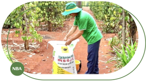 cách bón phân cho hồ tiêu 2026