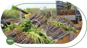 thị trường mía đường