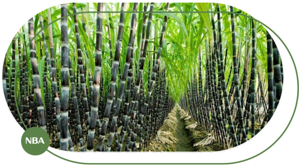 Mô Hình Trồng Mía Hiệu Quả: Kỹ Thuật Canh Tác Giúp Tăng Năng Suất Và Lợi Nhuận 12 mô hình trồng mía hiệu quả