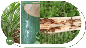 cách phòng trừ sâu bệnh cây mía