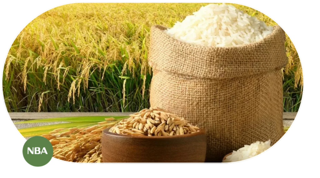 Cách Trồng Lúa Năng Suất Cao: Hướng Dẫn Chi Tiết Cho Nông Dân 14 trồng lúa gạo năng xuất