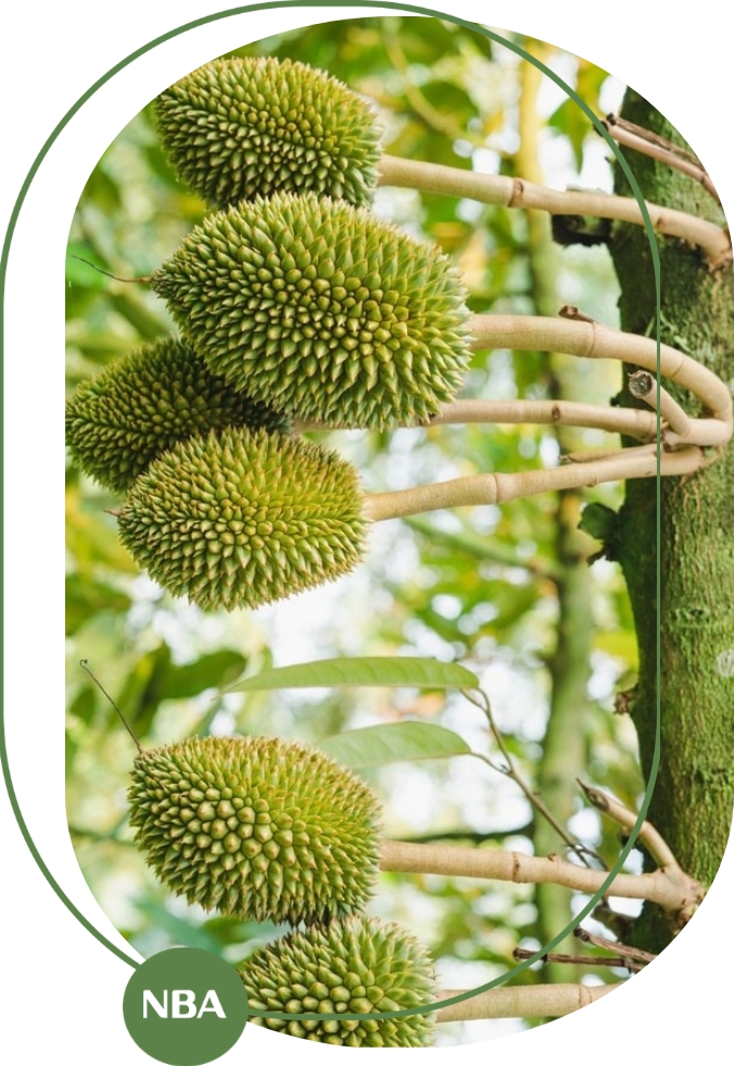 Những thay đổi thị trường sầu riêng 2020–2035