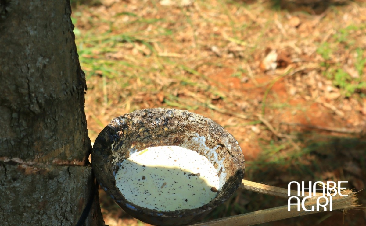 cách trồng cây cao su cách trồng cây cao su