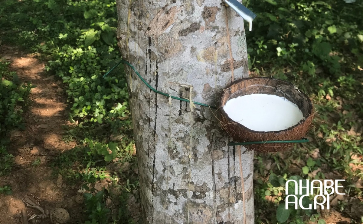 kỹ thuật trồng cây cao su kỹ thuật trồng cây cao su