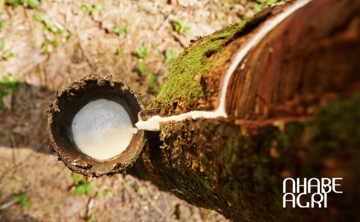 cách chăm sóc cây cao su cách chăm sóc cây cao su