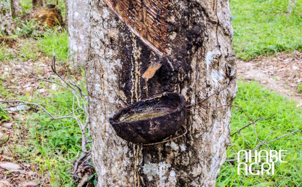 Cẩm nang cách trồng cây cao su 2026 12 cách chăm sóc cây cao su