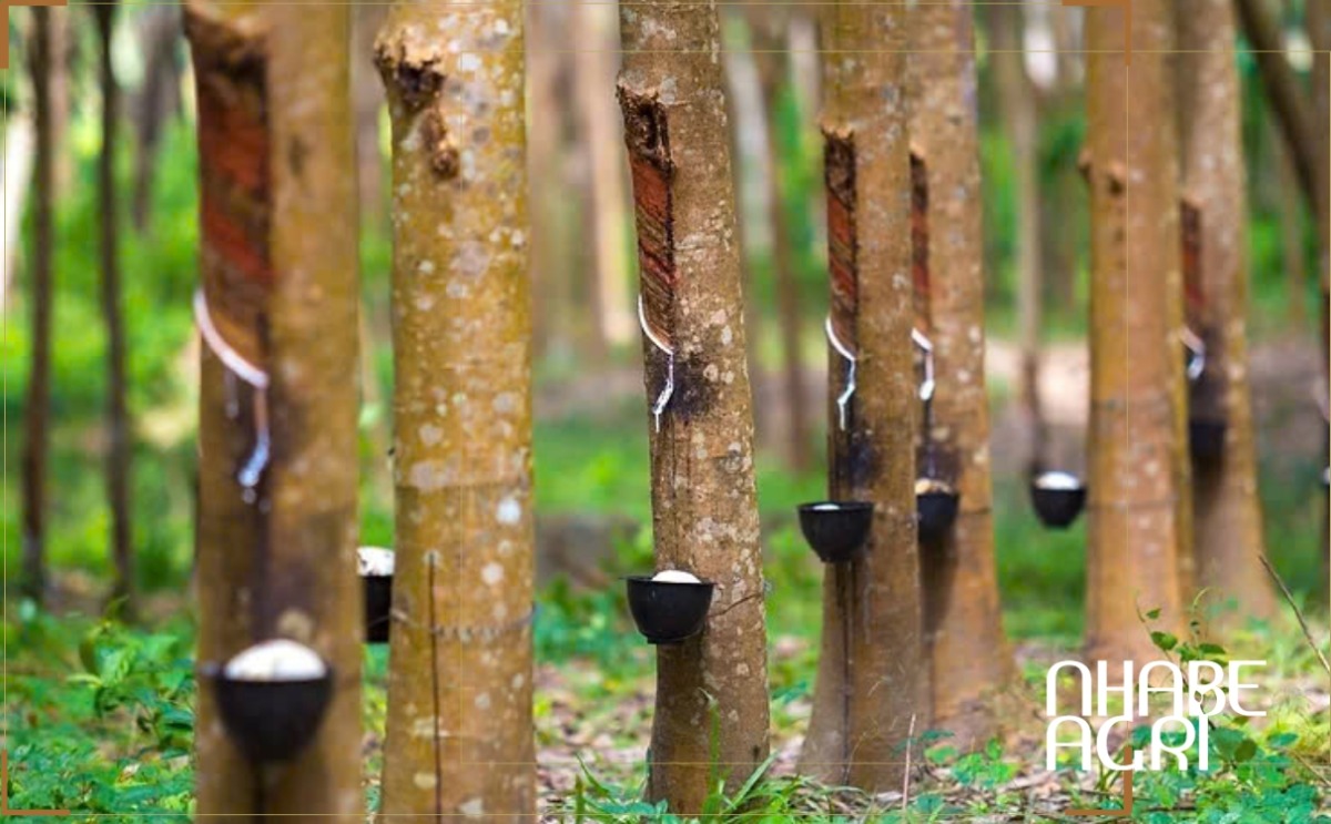 cây cao su cây cao su