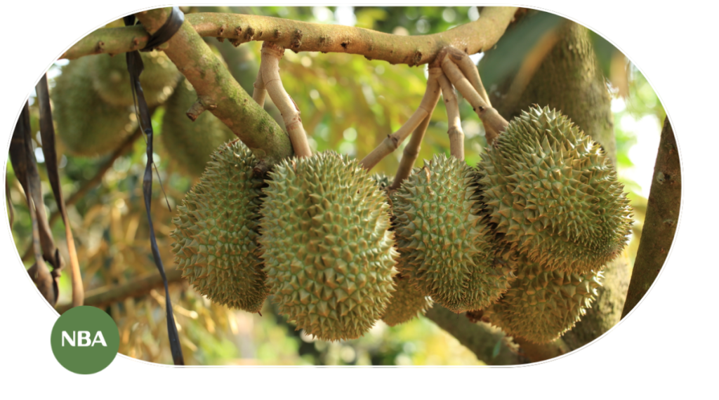 Sầu Riêng Và Sự Bùng Nổ Của Ngành Trái Cây Tỷ Đô Trên Thị Trường Toàn Cầu 9 Thị trường cây sầu riêng toàn cầu