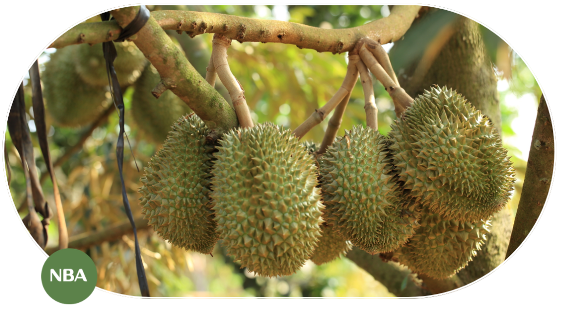 Thị trường cây sầu riêng toàn cầu