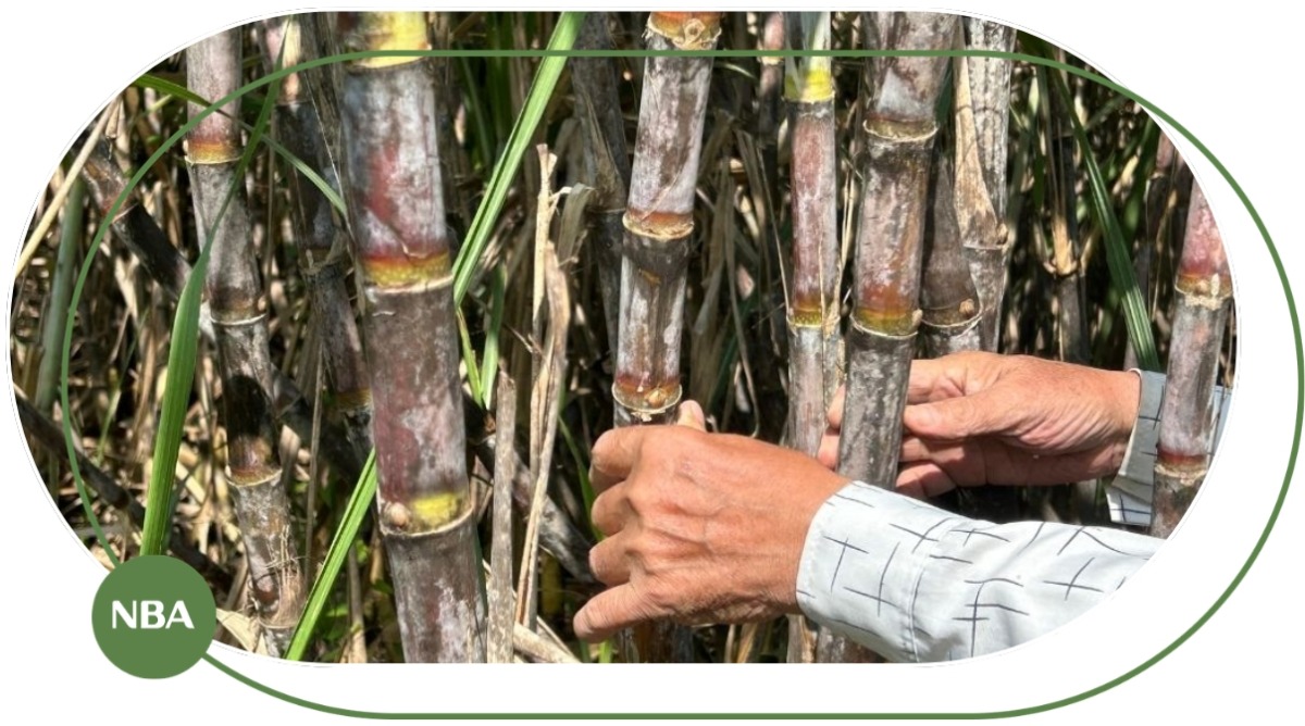 kỹ thuật bón phân cho cây mía kỹ thuật bón phân cho cây mía