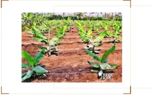 Tưới nước cho cây chuối sứ