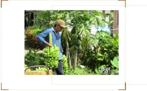 Vườn chuối cau