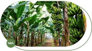 Chuối Già Nam Mỹ Là Gì? Đặc Điểm, Giá Bán Và Kỹ Thuật Trồng Chuối Già Nam Mỹ Cho Năng Suất Cao