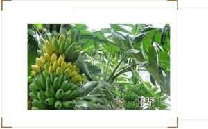 Vườn chuối ngự