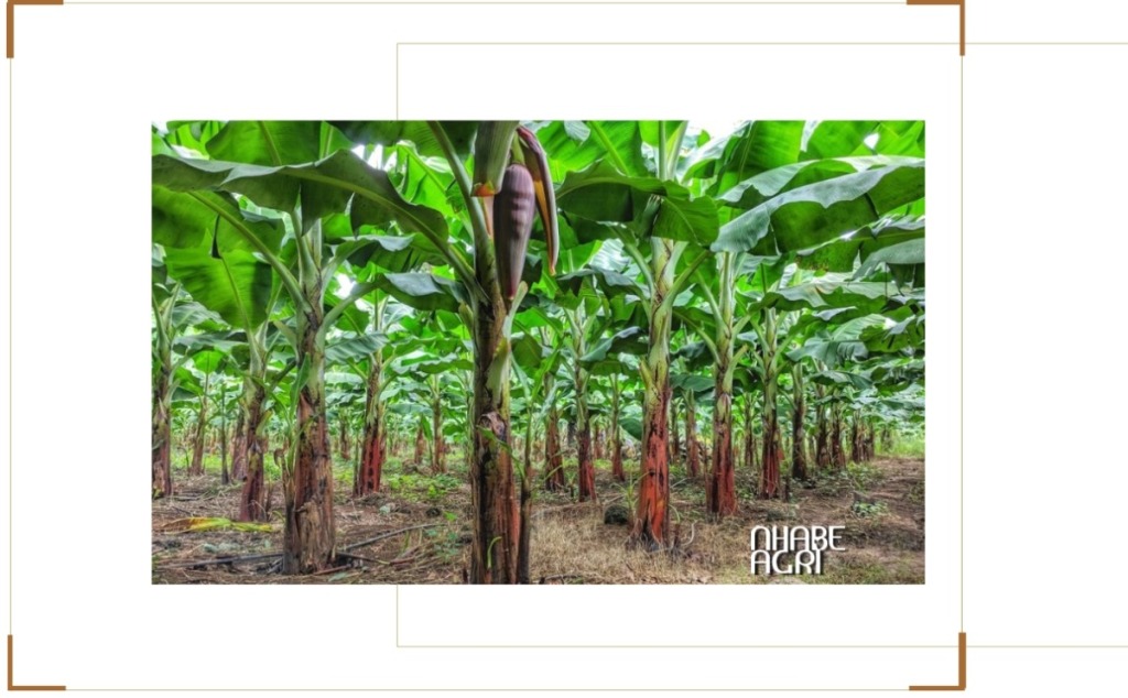 Vườn chuối tây.