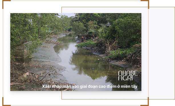 Xâm nhập mặn tháng 3 2026: Dự báo và 5 việc nông dân cần làm ngay 11 Xâm Nhập Mặn Tháng 3 2026