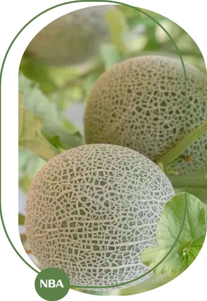 Xu hướng phát triển của thị trường dưa lưới