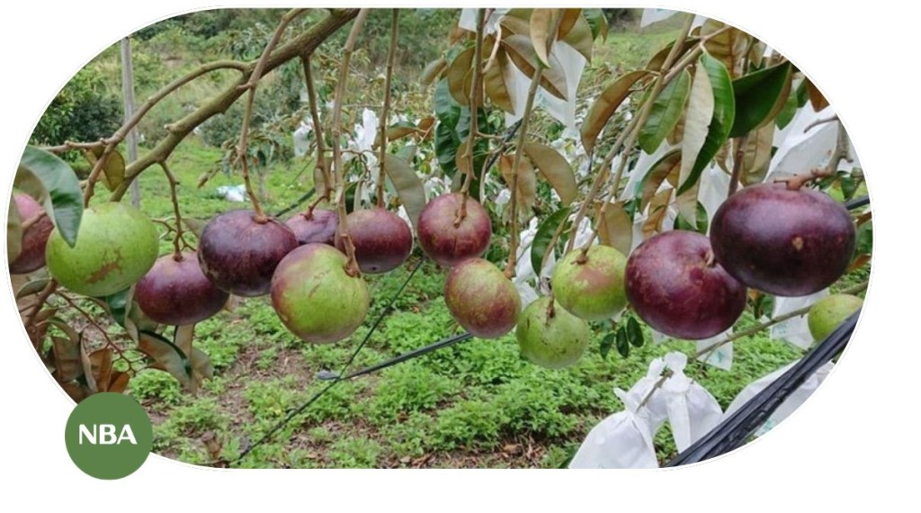 Báo Cáo Thị Trường Cây Vú Sữa - Xu Hướng Và Giá Trị Kinh Tế