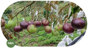 Báo Cáo Thị Trường Cây Vú Sữa - Xu Hướng Và Giá Trị Kinh Tế