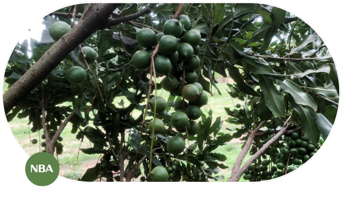 Các quốc gia sản xuất mắc ca lớn trên thế giới