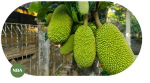 Các quốc gia sản xuất mít Thái lớn