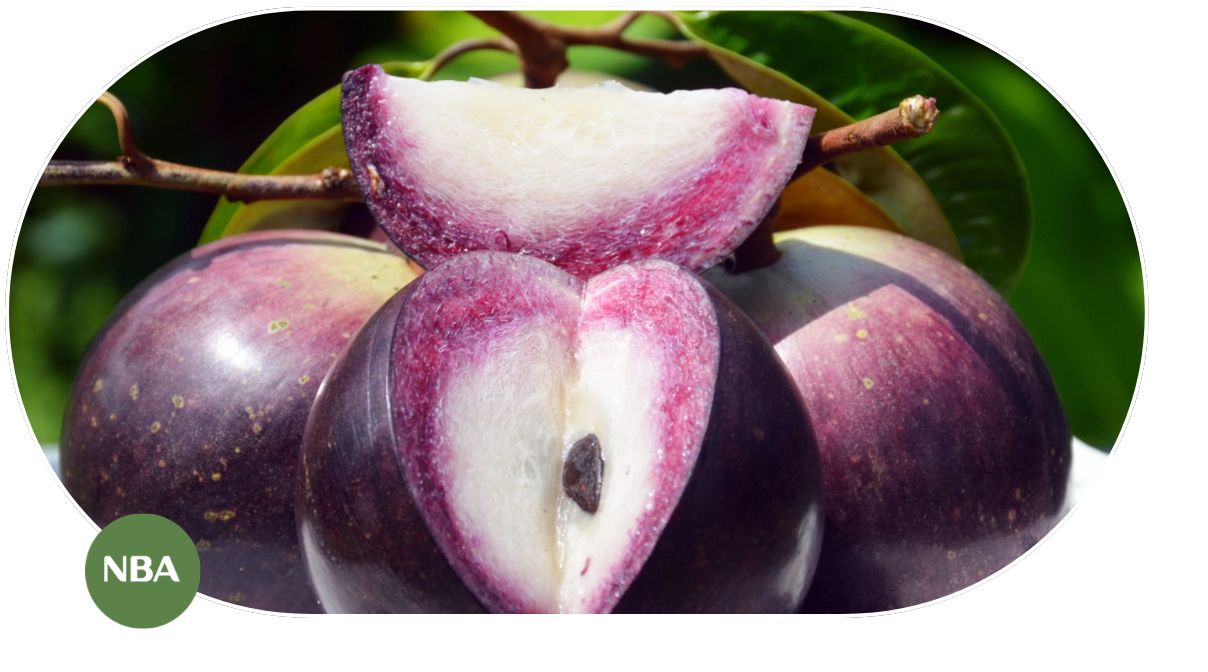 Các yếu tố ảnh hưởng đến giá trị kinh tế của ngành vú sữa trong tương lai