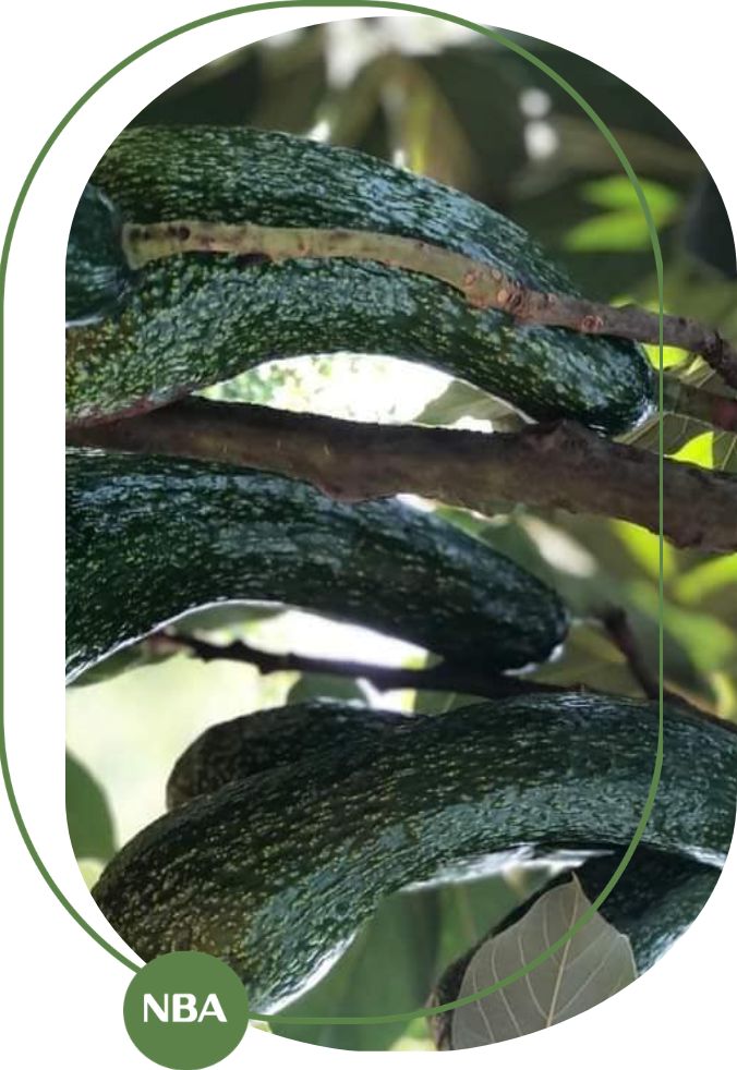 chuoi-gia-tri-va-quy-mo-thi-truong-bo CHUỖI GIÁ TRỊ VÀ QUY MÔ THỊ TRƯỜNG BƠ