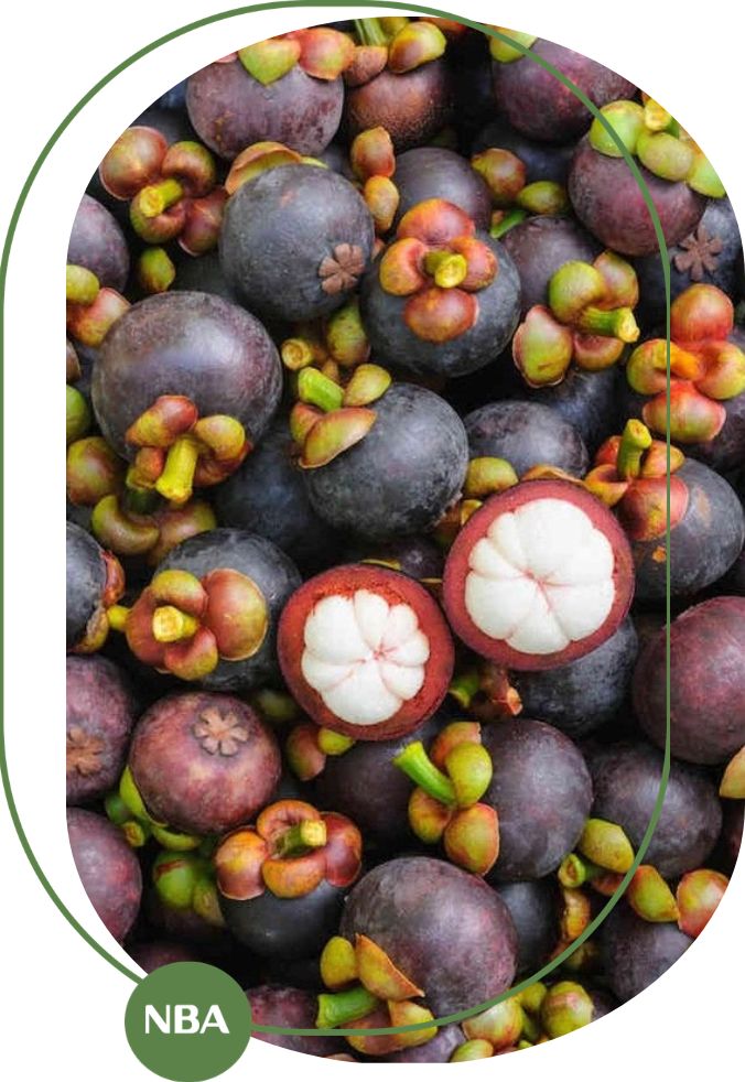 Giá trị kinh tế của cây măng cụt