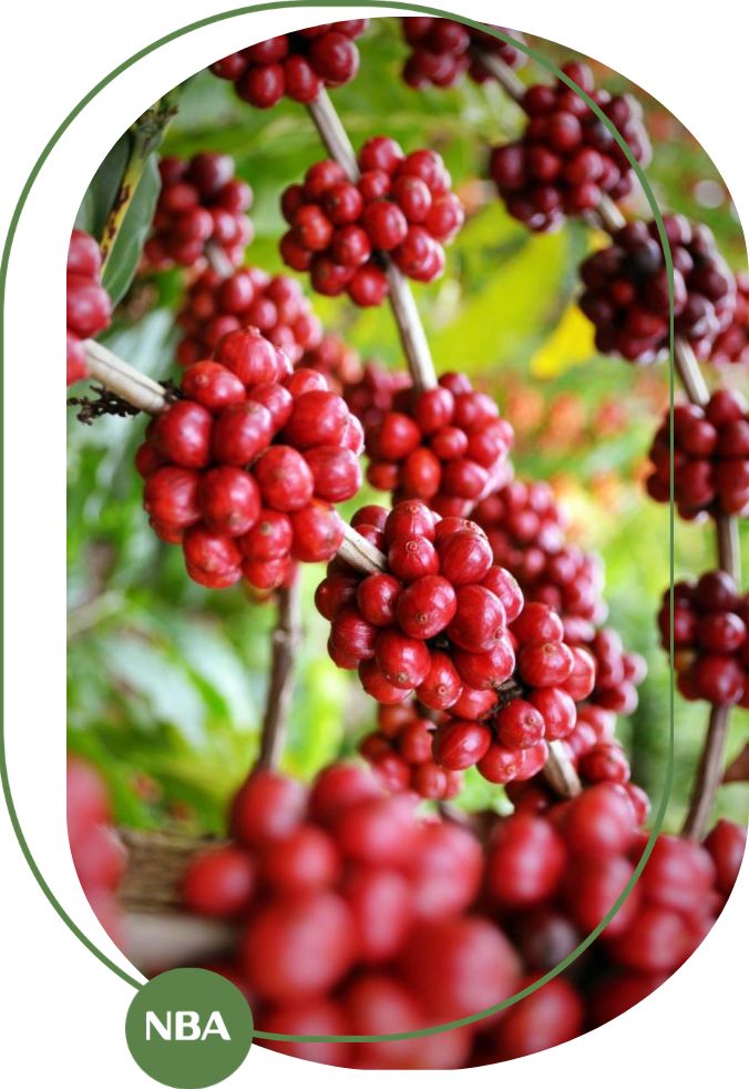 gia-tri-kinh-te-cua-nganh-ca-phe Giá trị kinh tế của ngành cà phê