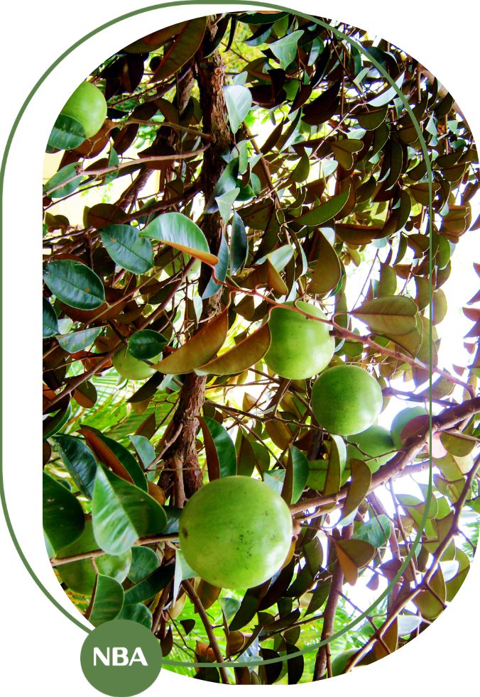 Giá trị kinh tế của ngành vú sữa