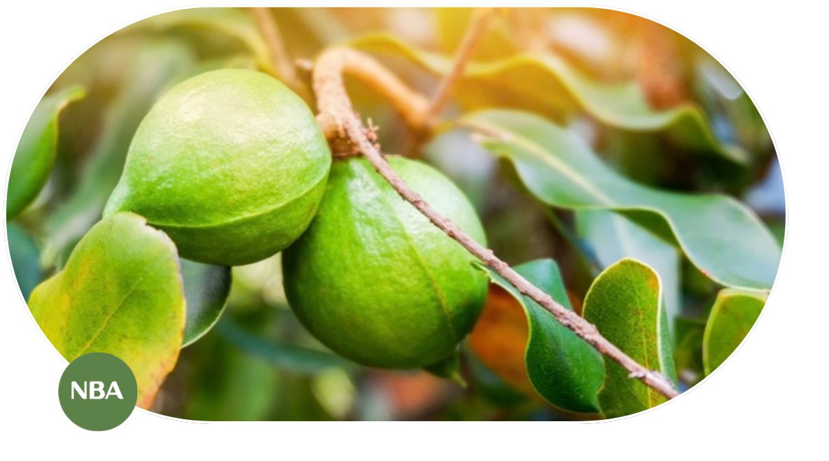 GIÁ TRỊ KINH TẾ VÀ DỰ BÁO TƯƠNG LAI CỦA CÂY MẮC CA