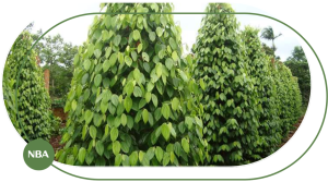 hệ thống tưới cho cây tiêu