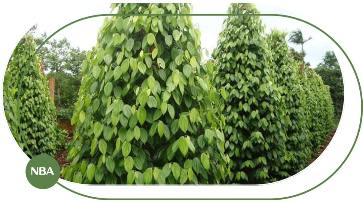 hệ thống tưới cho cây tiêu hệ thống tưới cho cây tiêu