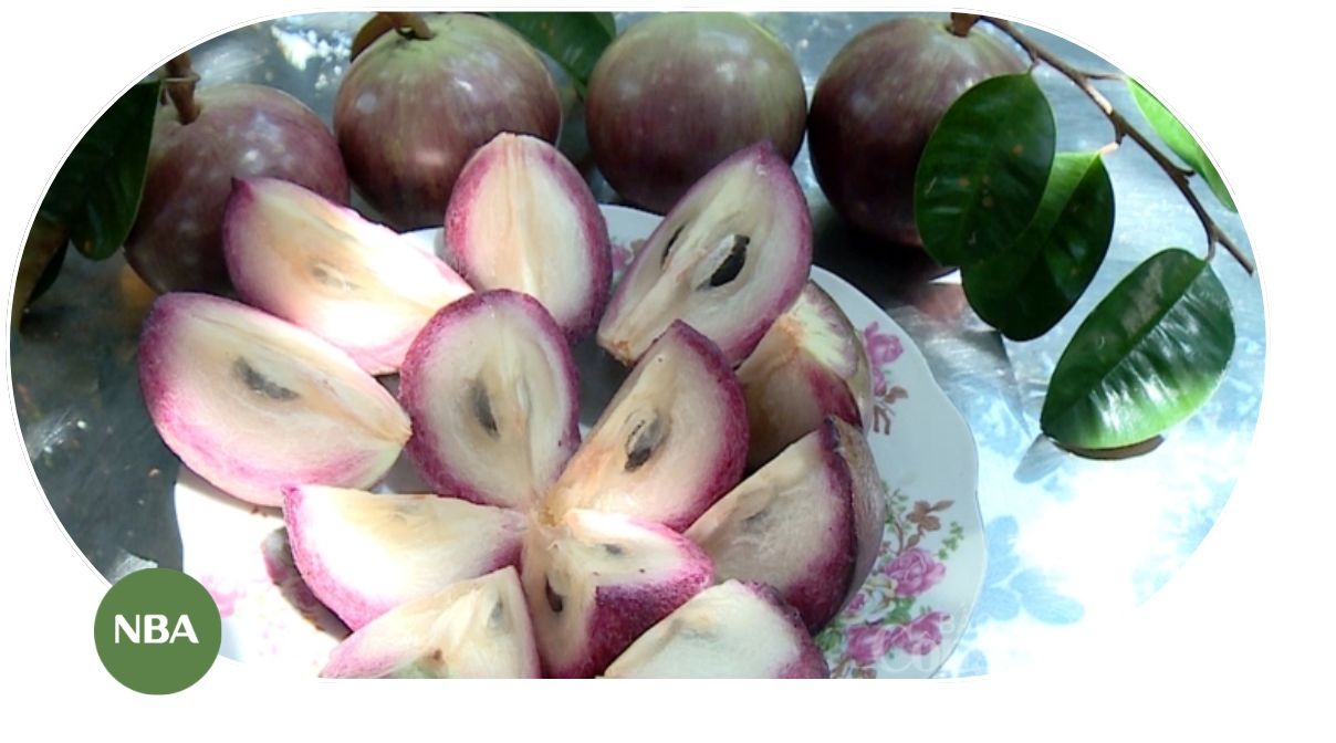 Những quốc gia sản xuất vú sữa nổi bật