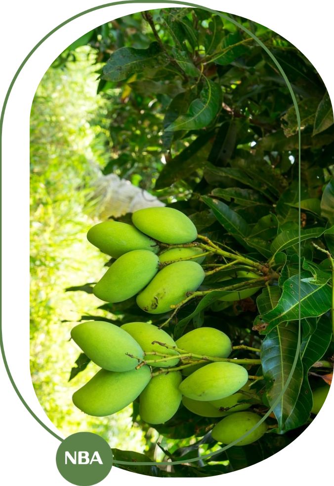 quy-mo-va-dac-diem-thi-truong-xoai-toan-cau QUY MÔ VÀ ĐẶC ĐIỂM THỊ TRƯỜNG XOÀI TOÀN CẦU