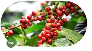 Thị Trường Cà Phê Toàn Cầu - Xu Hướng Và Giá Trị Kinh Tế