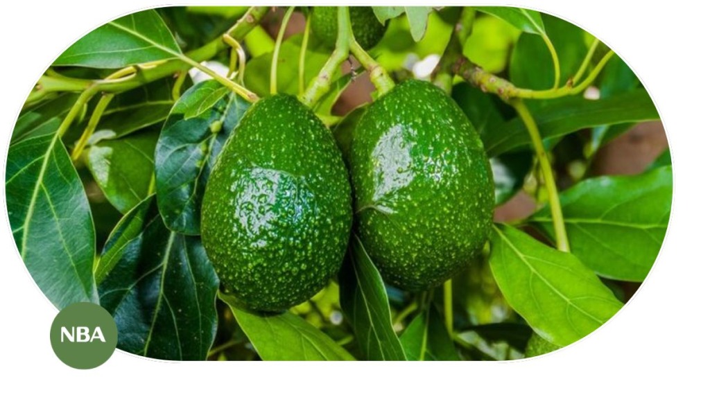 Thị Trường Cây Bơ Toàn Cầu Và Chuỗi Giá Trị Kinh Tế