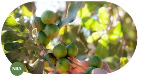 Thị Trường Cây Mắc Ca