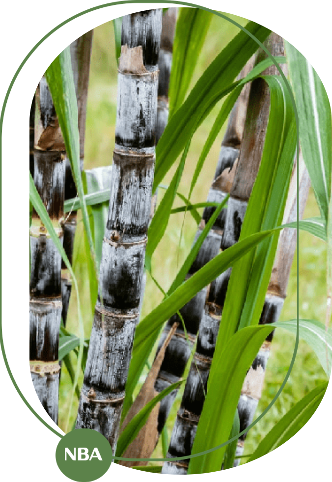 kỹ thuật bón phân cho cây mía 2026