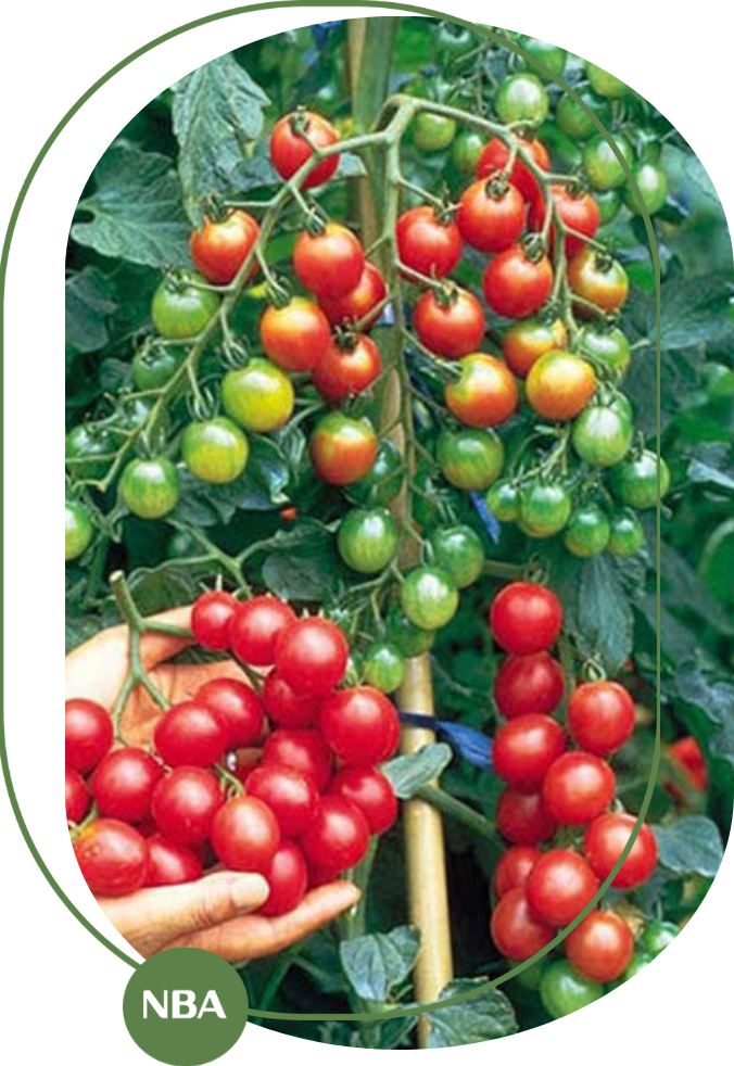 kỹ thuật trồng cà chua bi lùn