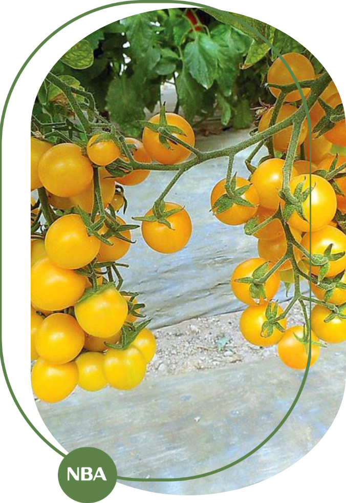 giống cà chua bi vàng 2026 giống cà chua bi vàng 2026