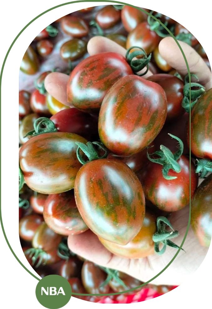 hạt giống cà chua bi socola mới nhất hạt giống cà chua bi socola mới nhất