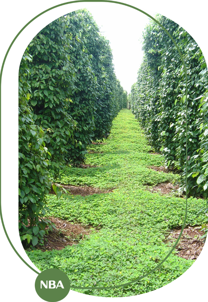 lắp đặt hệ thống tưới cho cây tiêu