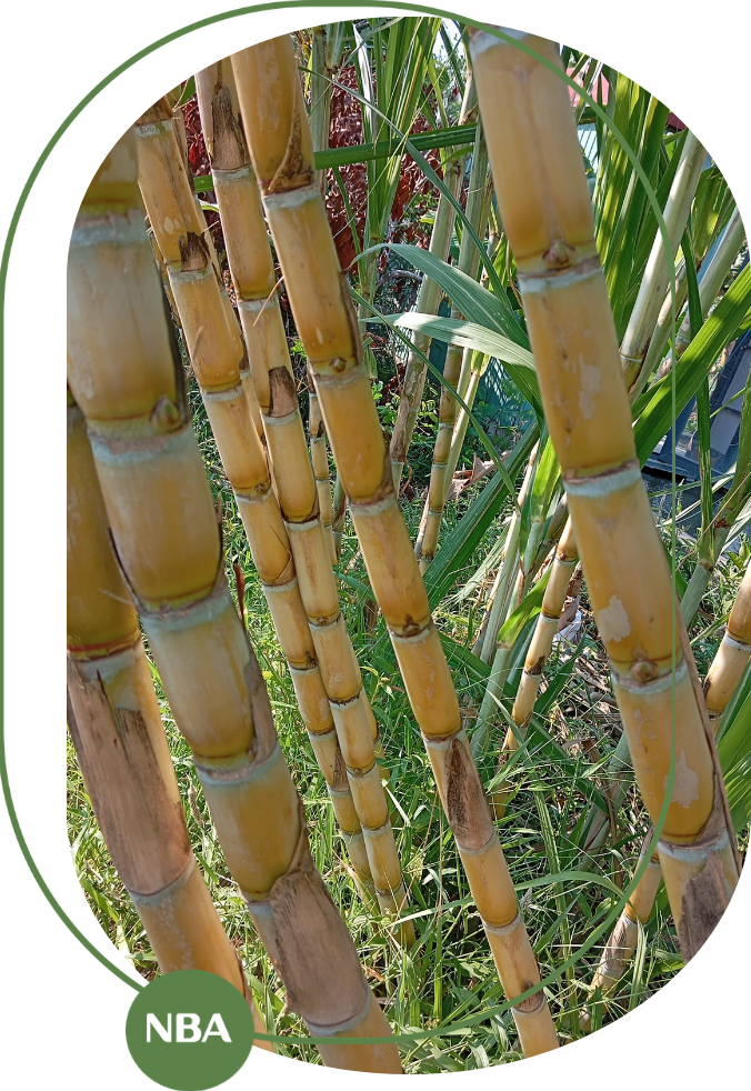 giá giống mía vàng hiện này