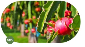 Vai trò của thị trường cây thanh long với ngành nông nghiệp