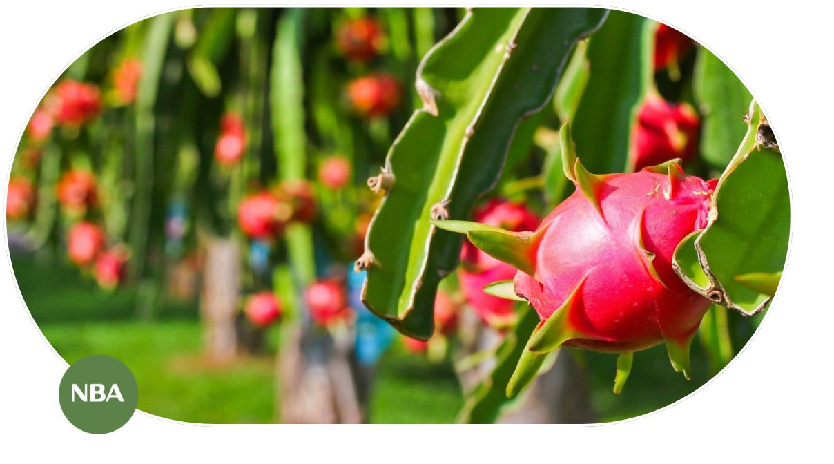 Vai trò của thị trường cây thanh long với ngành nông nghiệp