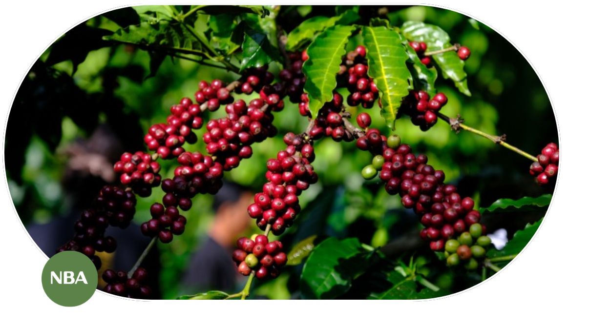 xu-huong-phat-trien-thi-truong-ca-phe-giai-doan-2025-2035 Xu hướng phát triển thị trường cà phê giai đoạn 2025–2035